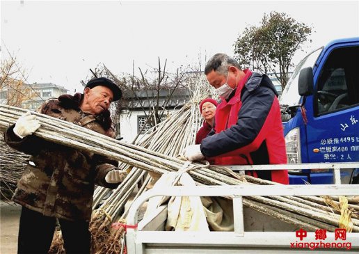 山东郯城：战疫情保环境 农民植树热起来