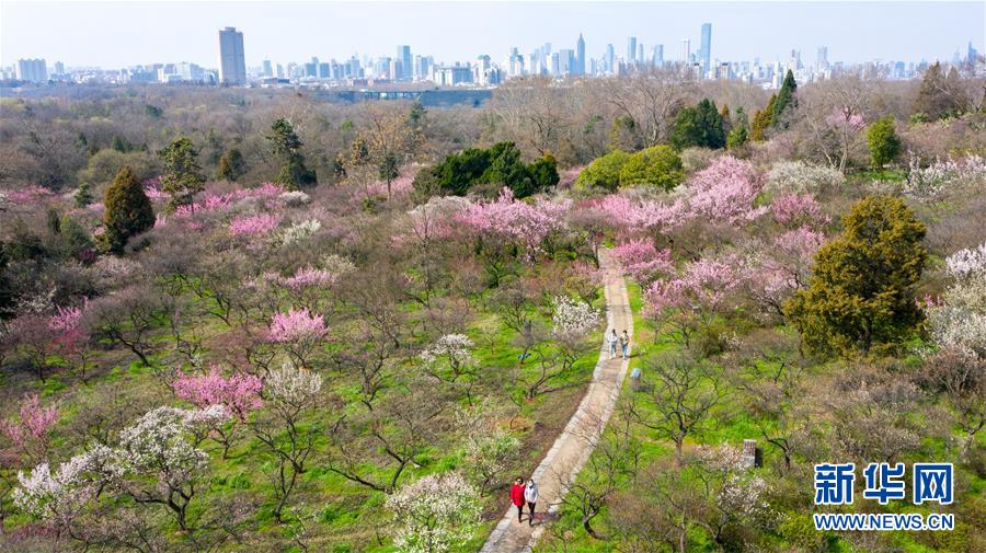 （环境）（1）南京：梅花绽放春意浓