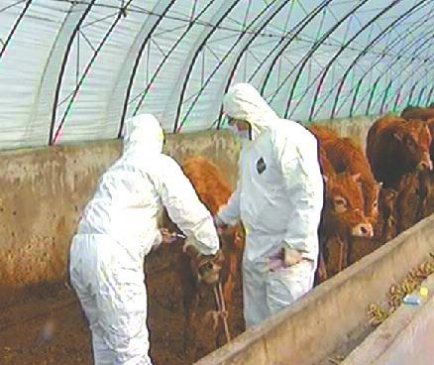 全力保障畜牧业生产安全