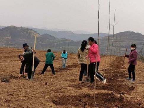 临潼做大做强特色地标果品 启动建设火晶柿子示范园