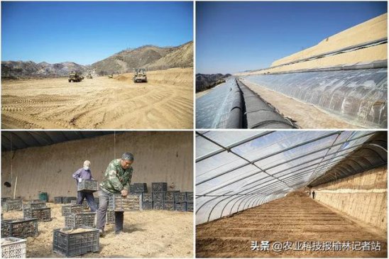 绥德：沙地红薯好致富，抢抓农时育苗忙