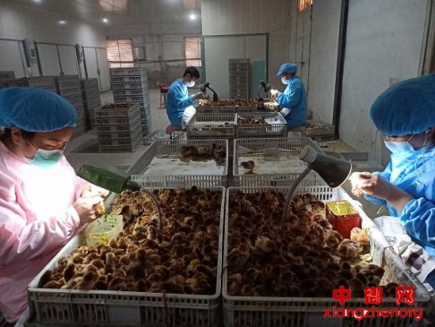 <b>安徽省埇桥区:禽业扶贫复工复产忙</b>