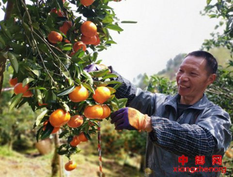 <b>重庆云阳：晚橙卖得好 村民收入高</b>