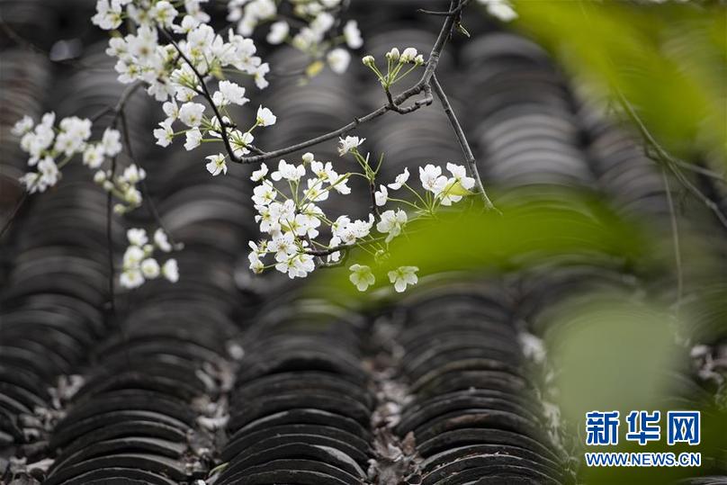 #（环境）（3）梨花“探”春