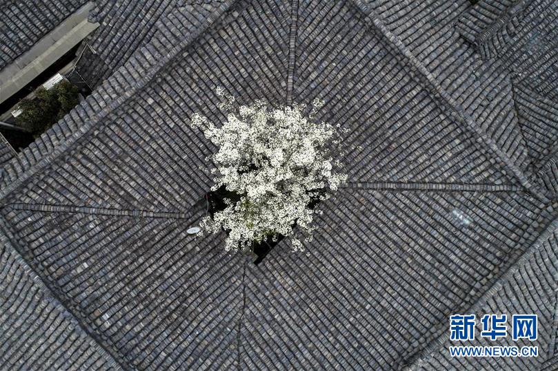 #（环境）（2）梨花“探”春