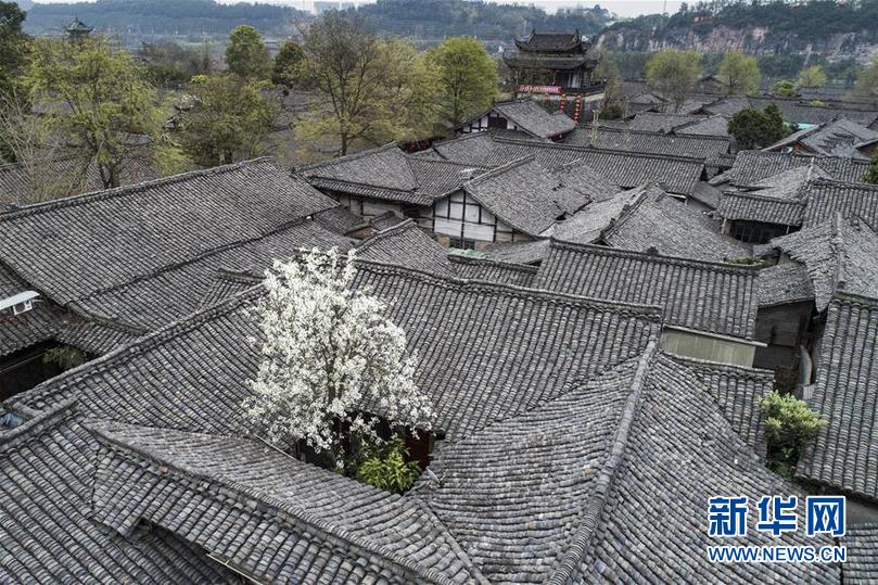 #（环境）（1）梨花“探”春