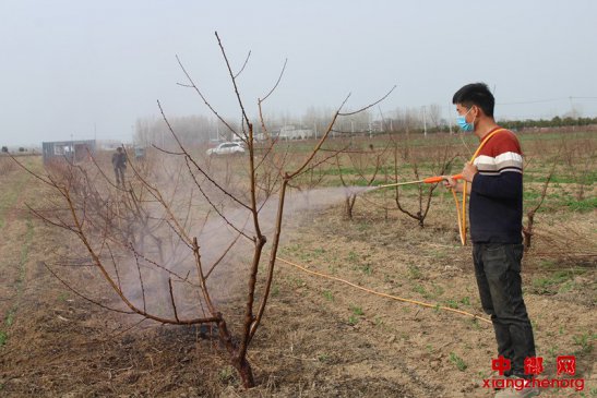 春季果树管护忙