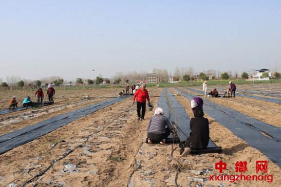 安徽：地膜覆盖保墒促增收