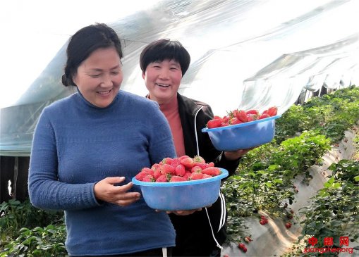<b>安徽：张乃红：11棚草莓为何只认“红颜”这个品种？</b>