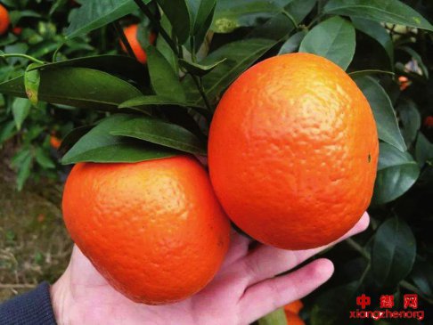 “武鸣沃柑”凭什么逆风翻盘？