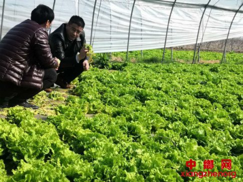 <b>安徽：扶贫基地“绿色”蔬菜热销省外</b>