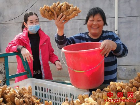 山东郯城：农民小黄姜出窖为何生成“金”