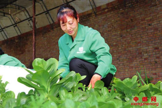 稳住菜园子 保障菜篮子