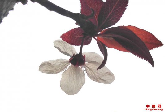 山东郯城：雨后“残花”景迷人迷