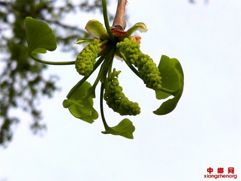 <b>山东郯城：银杏花开“幸运来”</b>