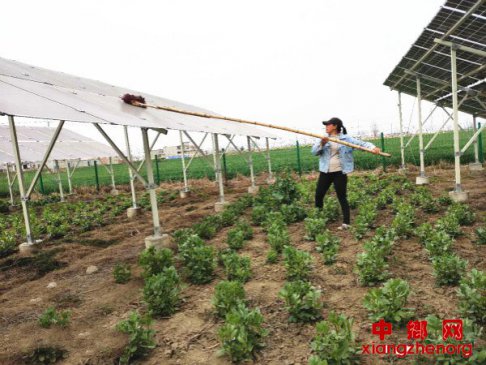 “阳光”产业助贫困户脱贫