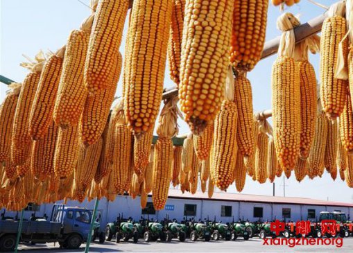 黑龙江：春耕备耕忙