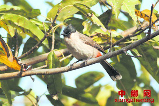 成都境内记录鸟类达491种 新增黑喉潜鸟等3个新记录