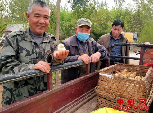 <b>山东郯城：农民争购“小康鸡”</b>