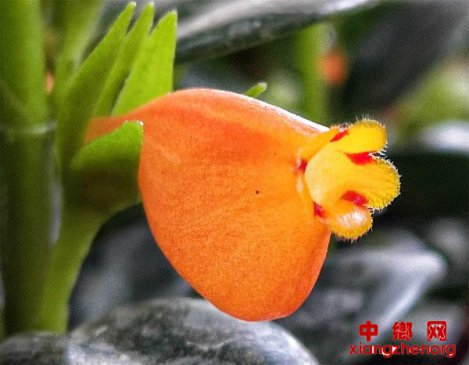 <b>山东郯城：“水中鱼儿” 游上枝头开出花</b>