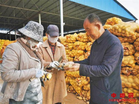 陕西定边县职业农民张子德：小土豆种出大事业