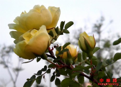 <b>山东省郯城：昂首挺胸 黄刺玫永远向太阳</b>