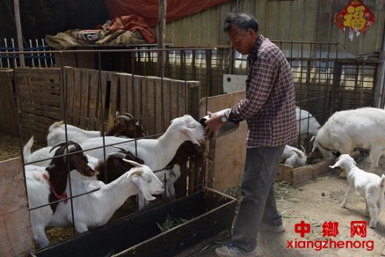 <b>安徽：贫困户发“羊” 财</b>