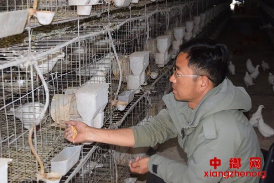 <b>安徽：身残志坚，养鸽走上脱贫路</b>