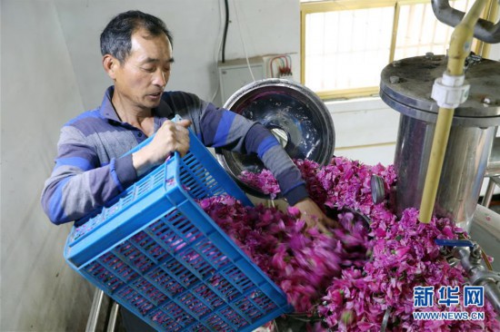 #（经济）（1）江苏扬州：“玫瑰经济”助力乡村振兴