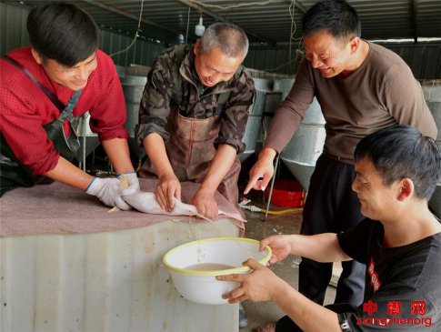 山东郯城：农民“硬逼”200对银鳕鱼上“产床产子”