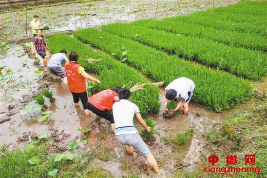 稻田里开展主题党日活动 助力贫困残疾人满栽满插