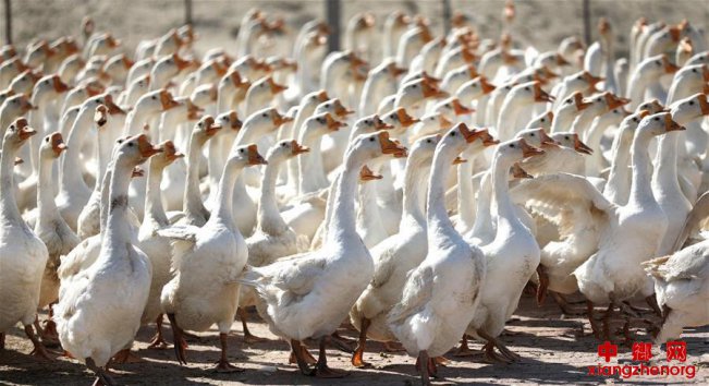 辽宁台安：白鹅养殖富农家