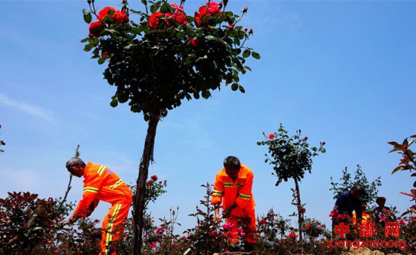 <b>安徽：阜阳市颍东区产业进村 带农增收</b>