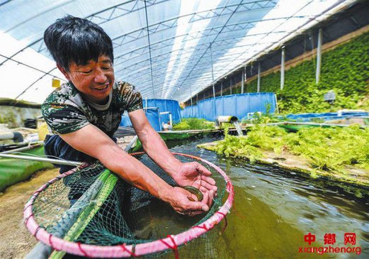 鱼菜共生 实现生态种养