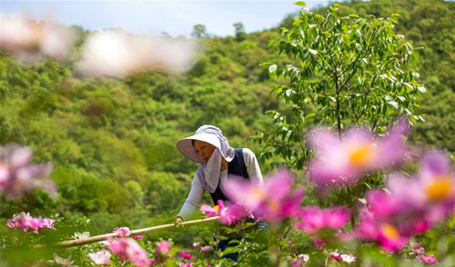 <b>“花经济”助农增收</b>