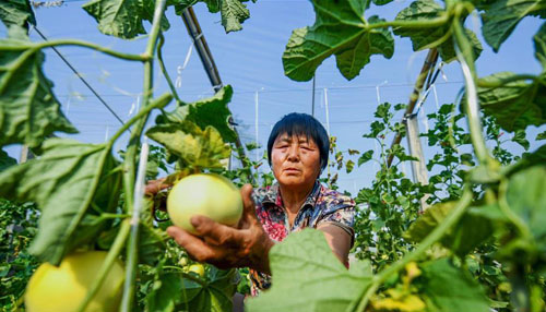 <b>小满时节瓜飘香</b>