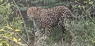 <b>陕西中部黄土高原沟壑区发现野生金钱豹</b>