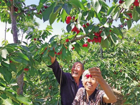 陕西：铜川大樱桃鼓起农户“钱袋子”