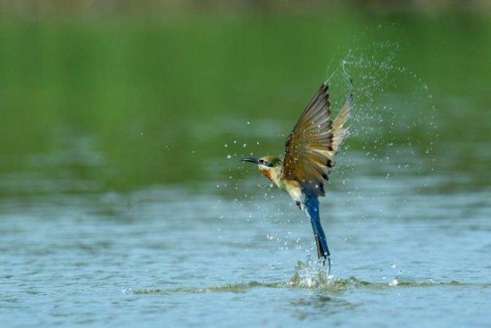 <b>“中国最美小鸟”现身云南开远城郊</b>