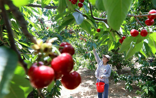 <b>河北赞皇：樱桃丰产 农户增收</b>