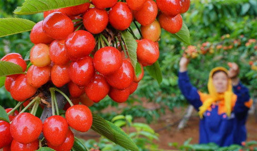 <b>大樱桃甜透果农心</b>