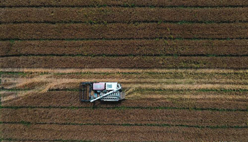 <b>江南麦田收割忙</b>