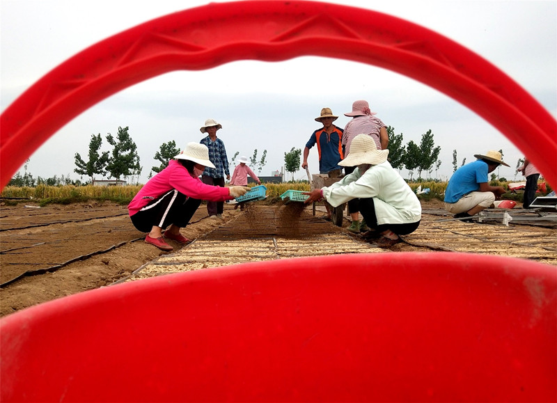 <b>山东郯城：5000亩五彩稻育秧从“健康”出发</b>