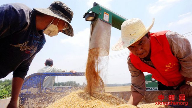 志愿者  田间忙