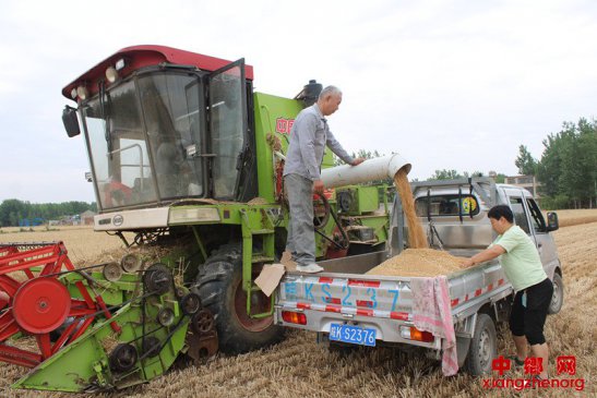 抓农时抢收小麦