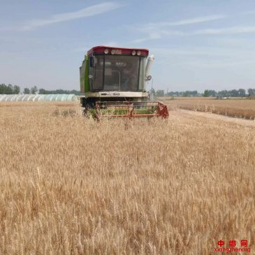 安徽：阜阳颍东区枣庄镇实效举措打好午季秸秆禁烧硬仗