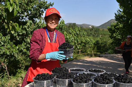 <b>山路尽头桑葚香</b>