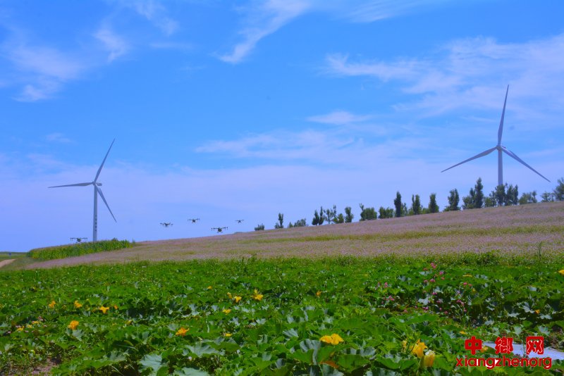 王渠则镇长渠沟村无人机正在喷洒硒肥 王渠则镇长渠沟村无人机正在喷洒硒肥