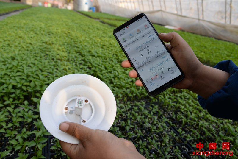 和润农业公司工作人员解释如何通过物联网和手机实现智慧种田.JPG 和润农业公司工作人员解释如何通过物联网和手机实现智慧种田.JPG