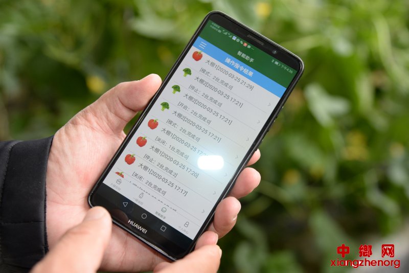 和润农业公司工作人员正在展示用手机种田的智慧农业 和润农业公司工作人员正在展示用手机种田的智慧农业